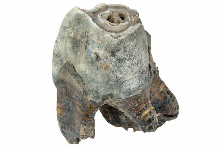 Fossil Woolly Rhino (Coelodonta) Tooth - Siberia #225597